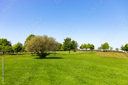 Fototapeta Naklejka Na Ścianę i Meble -  Green field, tree and blue sky