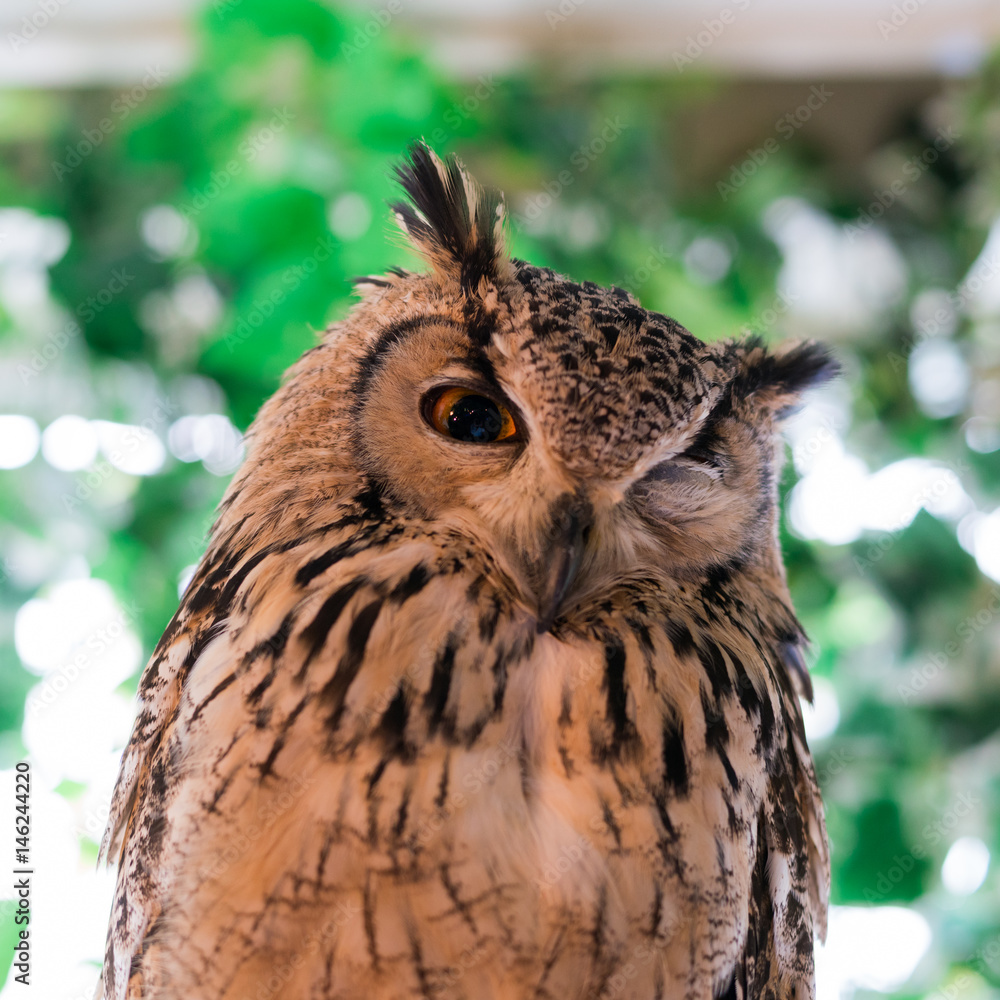 Fototapeta premium ふくろう物語