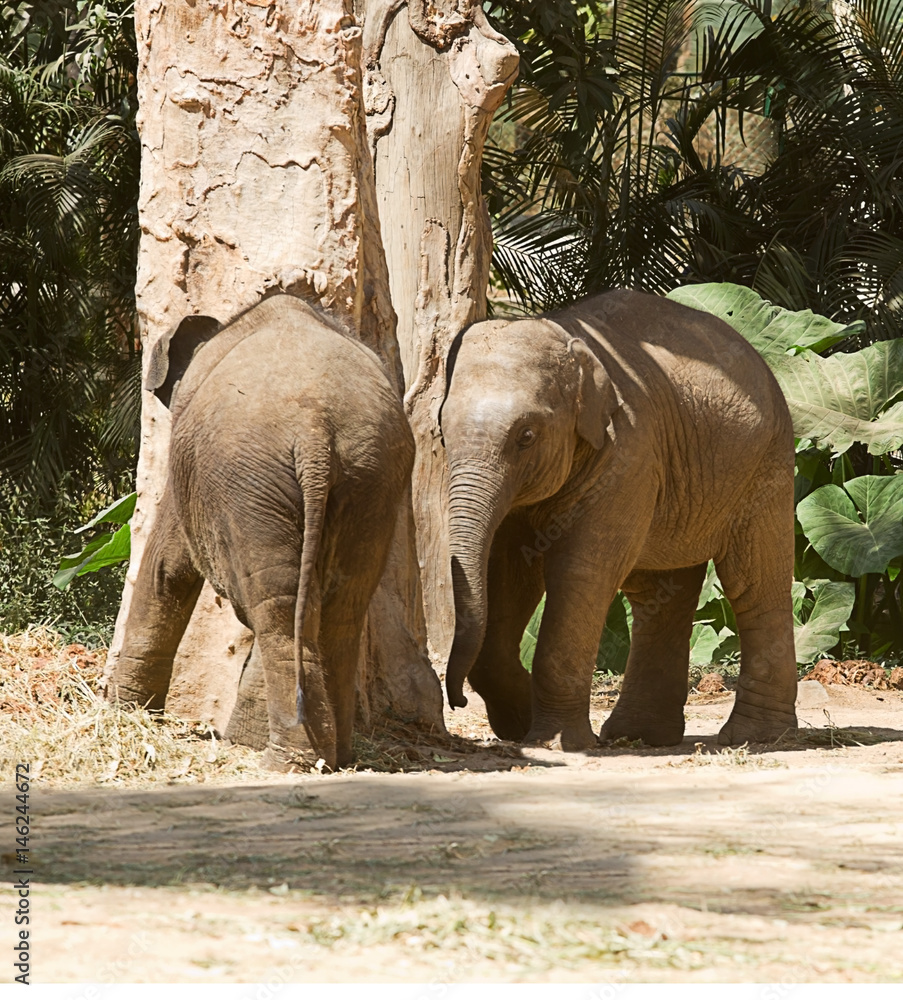 Obraz premium photo of a pair of juvenile Asian elephants playing around a tree in the Indian sunshine