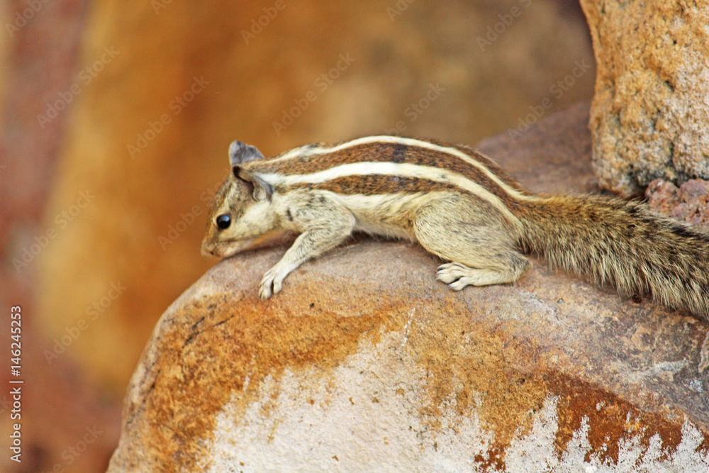 The Indian palm squirrel The Indian palm squirrel