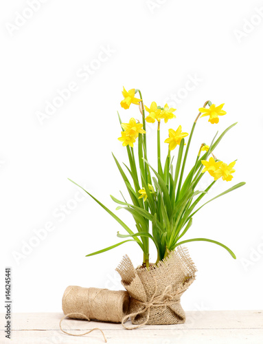 Fototapeta Naklejka Na Ścianę i Meble -  spring yellow narcissus and thread or rope isolated on white