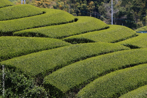 Tea Plantation of Kyoto Japan