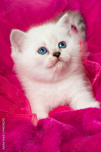 Kätzchen auf rosa Decke
