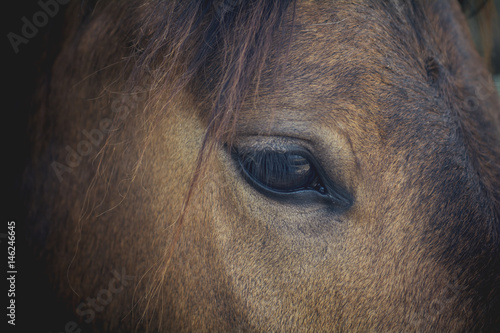 Brown horse eye - Close-up of an eye of a horse