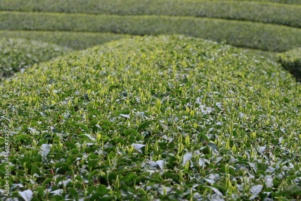 Tea Plantation of Kyoto Japan