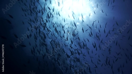 Coral and fish in the Red Sea, Egypt photo