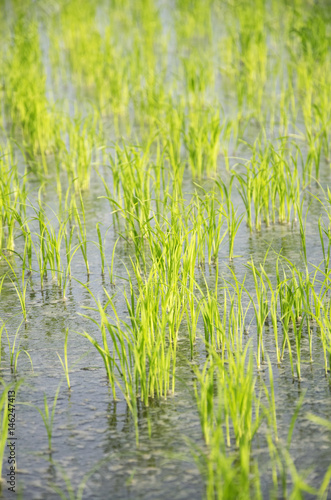 rice seedlings in the rice farm