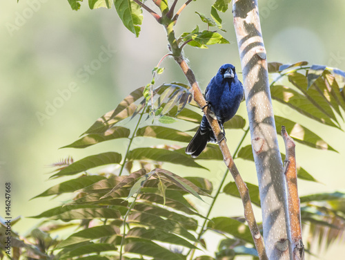 blue grosbeak in a tree  photo