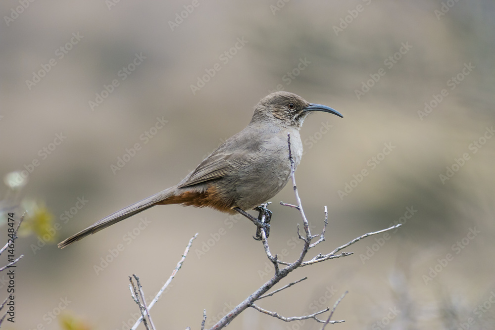 Fototapeta premium crissal thrasher on a branch 