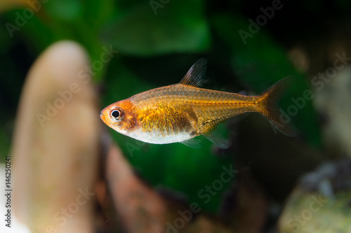Hyphessobrycon amandae (ember tetra) fish in a freshwater aquarium photo