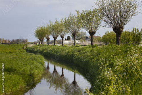 Canvastavla Pollarded willow trees in Holland