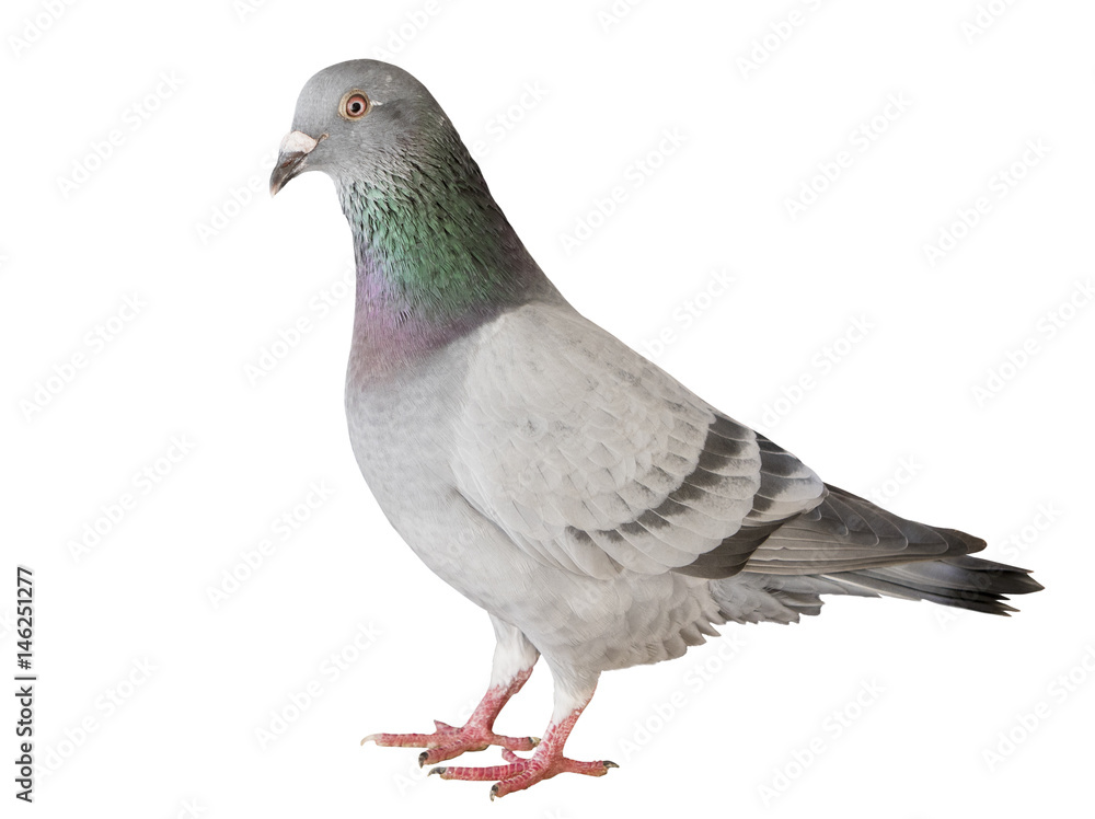 portrait full body of speed racing pigeon bird isolated white background portrait full body of speed racing pigeon bird isolated white background