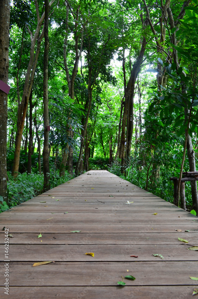 Wooden walk way in the garden Wooden walk way in the garden