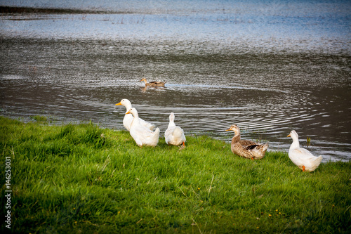 Domestic ducks to the river