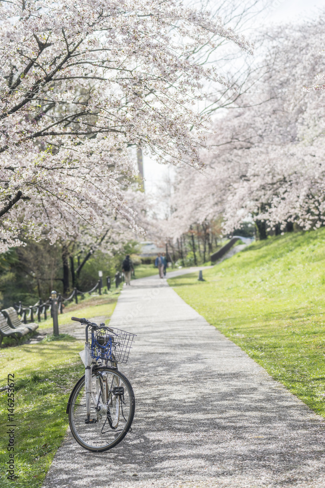 Fototapeta premium 自転車と桜並木