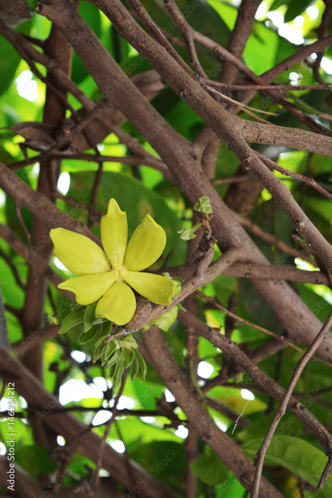 Ylang Ylang or Cananga odorata blooming in a nature background Ylang Ylang or Cananga odorata blooming in a nature background