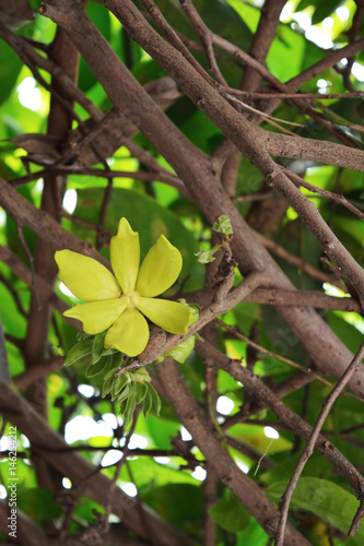 Ylang Ylang or Cananga odorata blooming in a nature background