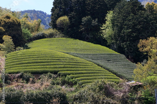 Tea Plantation of Kyoto Japan photo