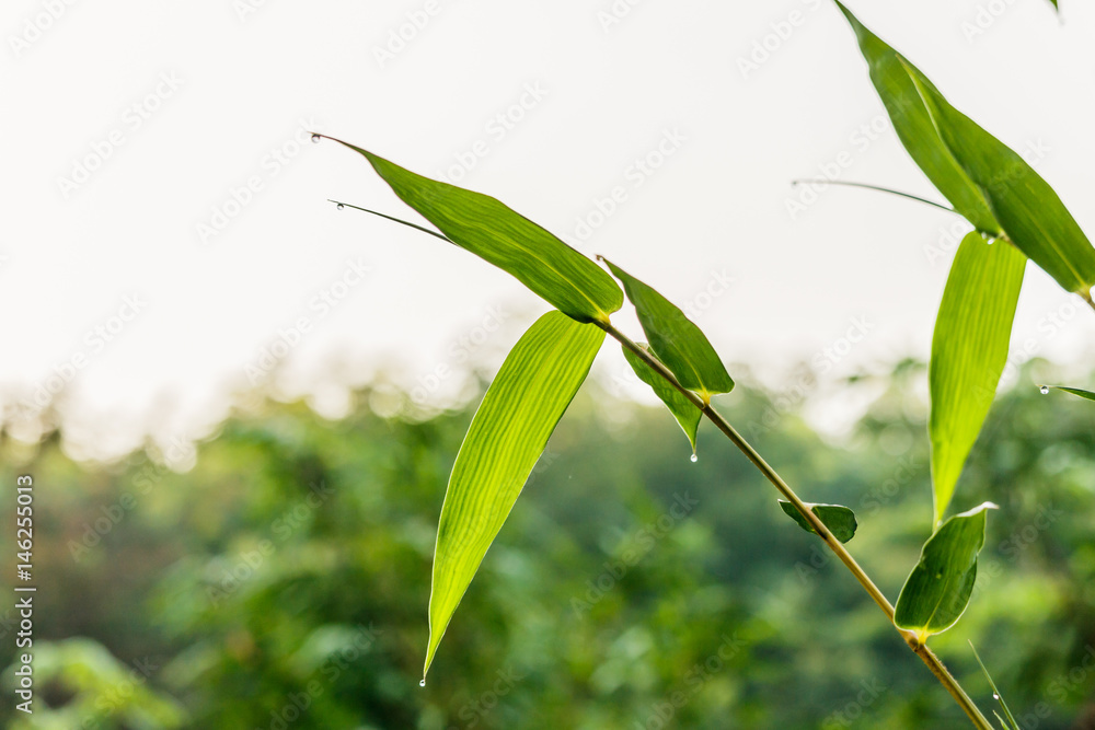 Fototapeta premium natural green bamboo leaf with wather drop