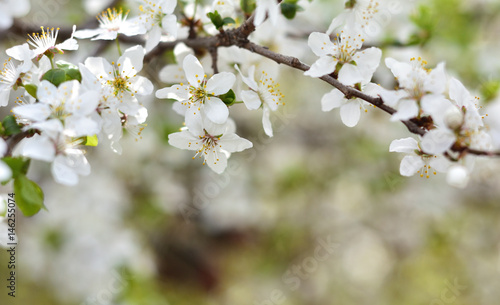 White spring flowers