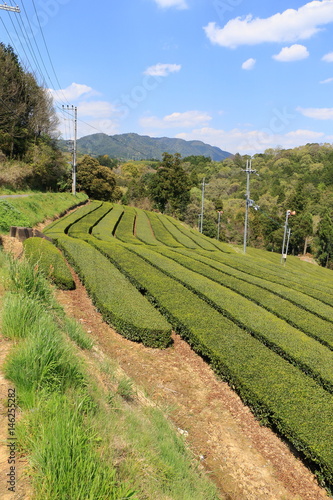 Tea Plantation of Kyoto Japan
 photo