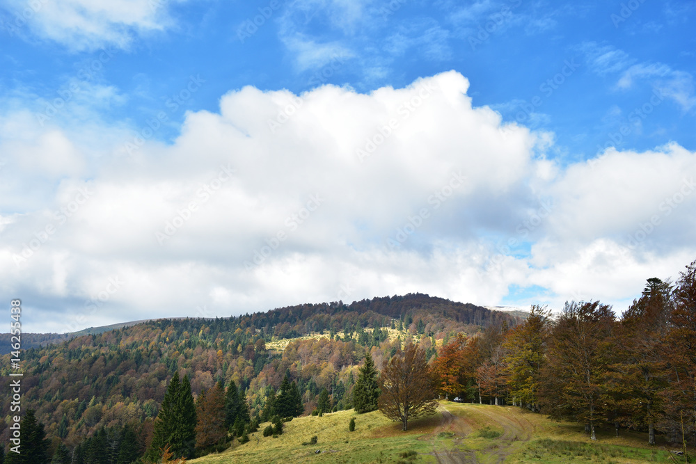 Mountain forest in late Autumn