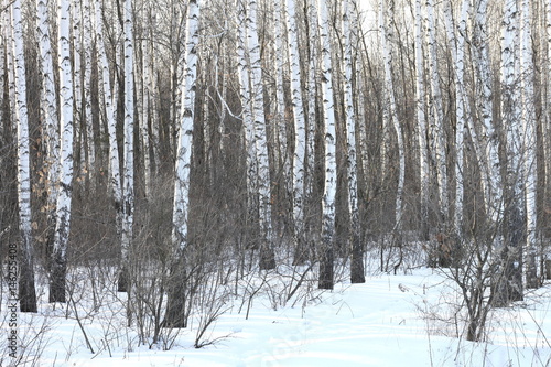 Beautiful birch trees in winter in cold weather
