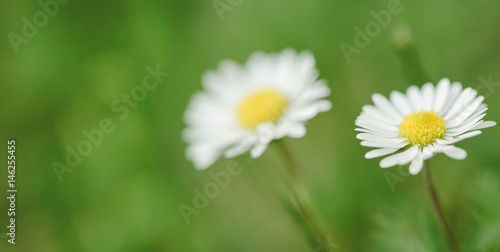 delicate daisies on a green background place for text, natural cosmetics, health