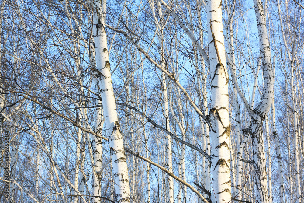 Beautiful birch trees in winter in cold weather Beautiful birch trees in winter in cold weather