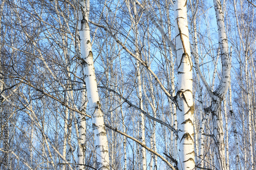 Beautiful birch trees in winter in cold weather