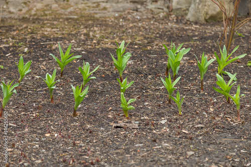 First grass in spring on loose ground