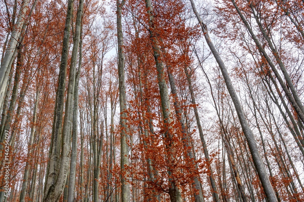 Autumn trees in late Autumn Autumn trees in late Autumn