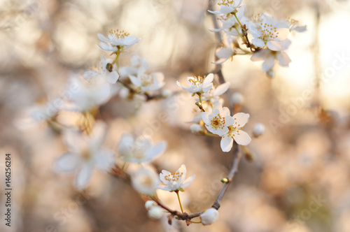White spring flowers © Mihai