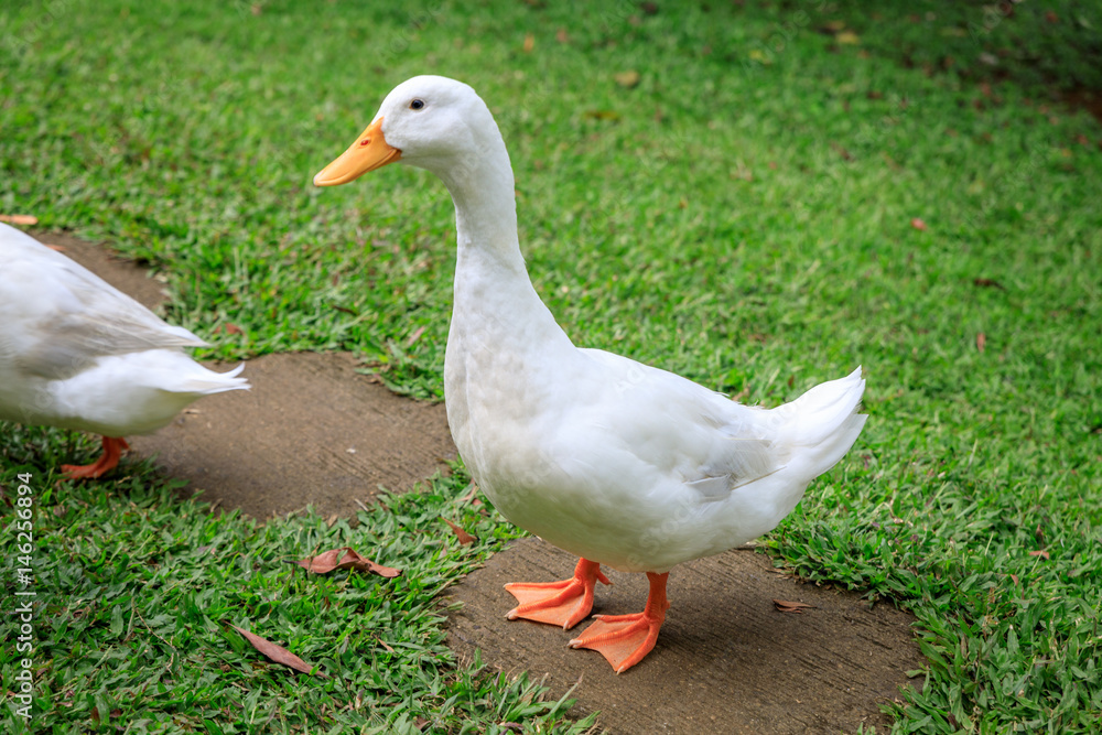 White ducks on the wild grass White ducks on the wild grass