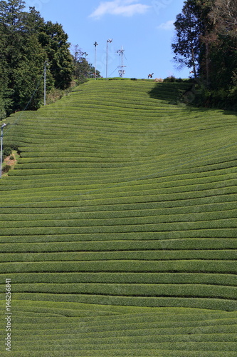 Tea Plantation of Kyoto Japan
 photo