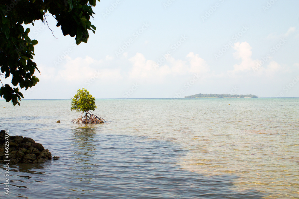 small mangrove tree in the sea of Karimunjawa archipelago small mangrove tree in the sea of Karimunjawa archipelago