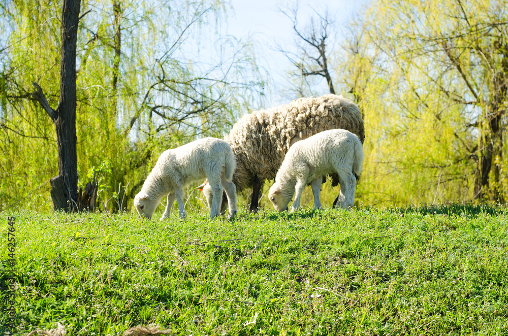 Obraz premium A herd of sheep grazes on a green meadow and eats grass with young sheep in early spring