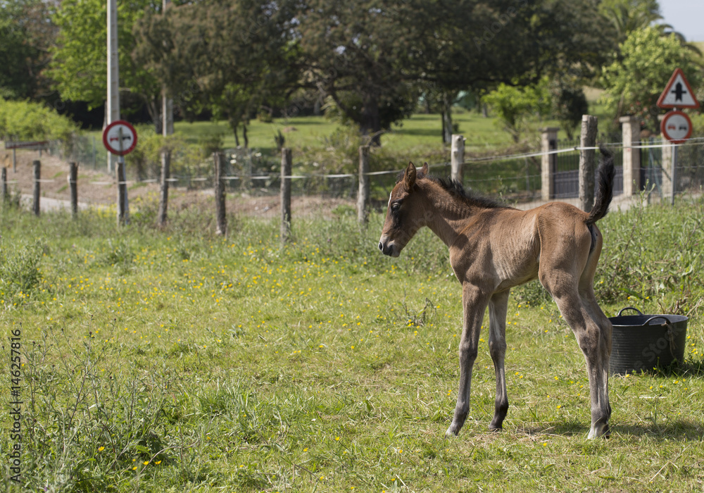 Obraz premium Foal