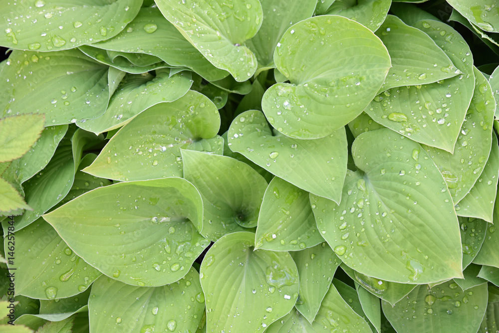 Fototapeta premium Feuilles perlées de pluie au printemps au jardin