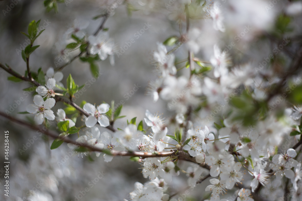 Apple flowers