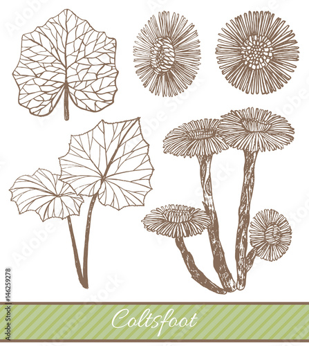 vector hand drawn illustration of coltsfoot photo