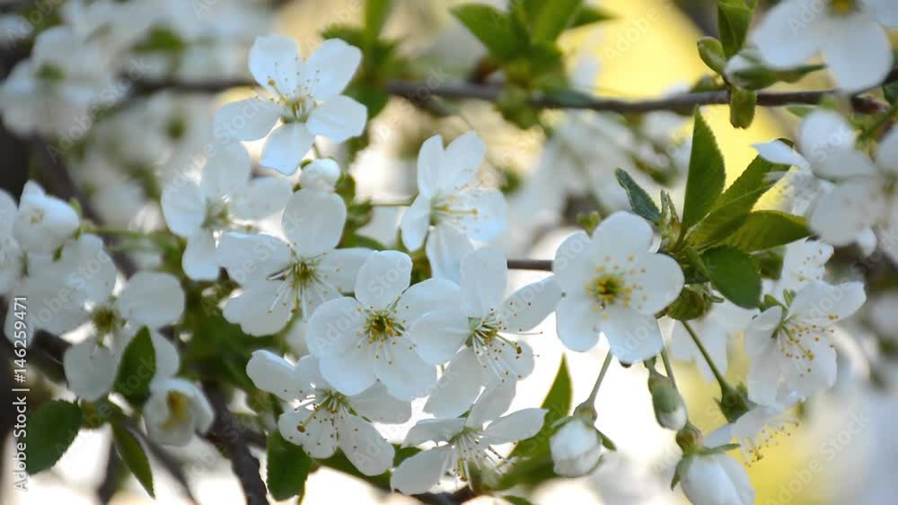 Blossoming cherry tree in the spring garden Blossoming cherry tree in the spring garden