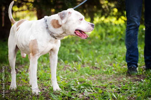 Pit bull terrier dog outdoors