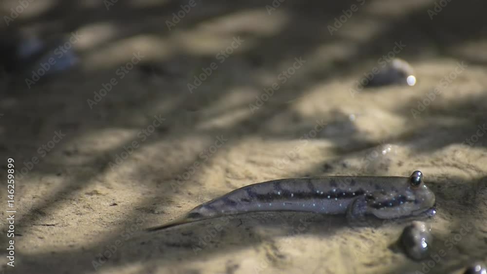 Mudskipper in mangrove forest Mudskipper in mangrove forest