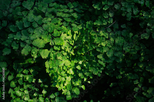 Green leaf texture. Leaf texture background