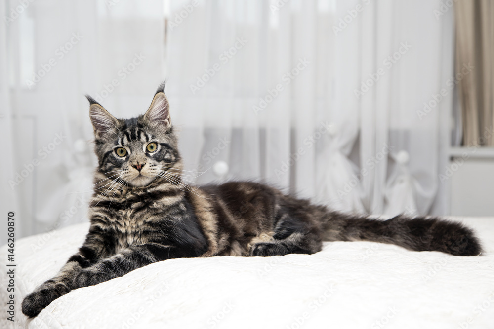 Портрет подросшего котенка лежит на светлом фоне. 