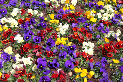 Stiefmütterchen - Blumenbeet - Frühlingsblumen - Bunt, rot, blau, lila, violett, gelb, weiß © Gabriele