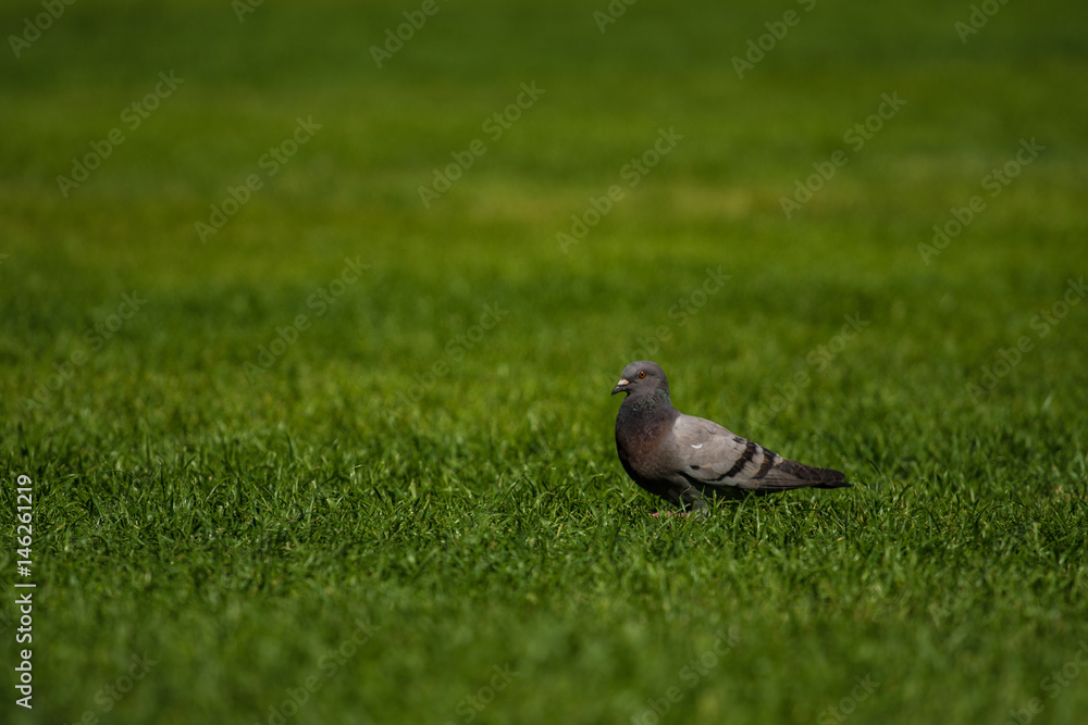 lonely Bird in the grass lonely Bird in the grass