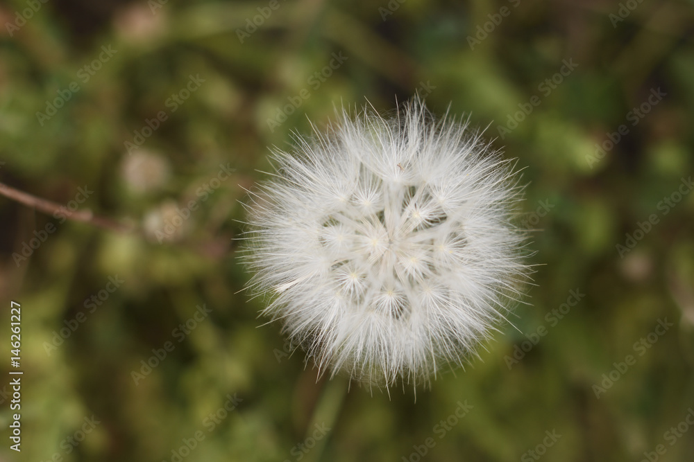 Close-up of a flower ball (Tragopogon pratensis) Close-up of a flower ball (Tragopogon pratensis)