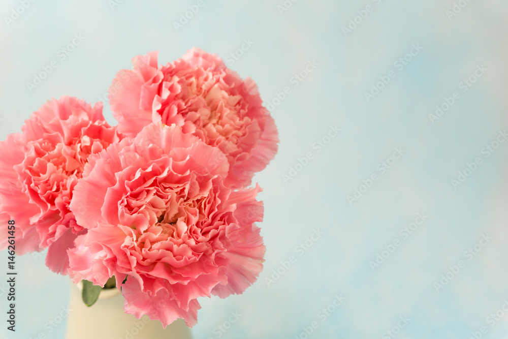 beautiful blooming of pink carnation flowers